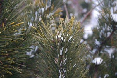 Close-up of pine tree