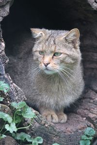 Portrait of cat sitting outdoors