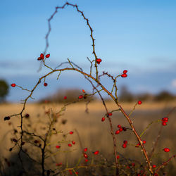 Close-up of red berries on tree