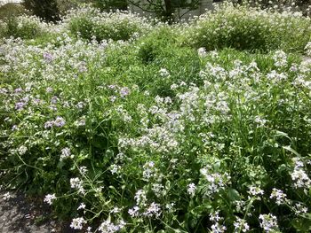 Flowers blooming outdoors