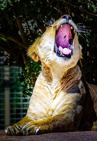 Close-up of dog yawning