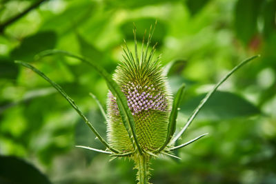 Close-up of plant growing on field