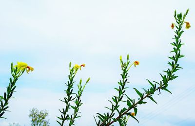 Low angle view of yellow flowers