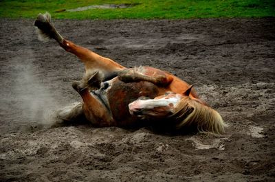 Lizard on a horse