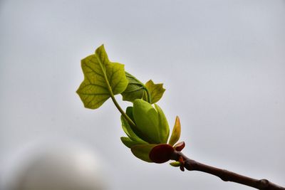 Low angle view of leaves against sky