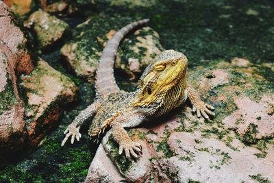 Close-up of lizard on rock