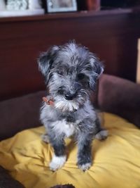 Portrait of dog sitting on sofa at home