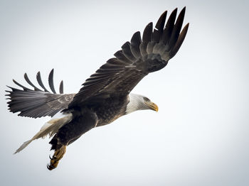 Low angle view of eagle flying in sky