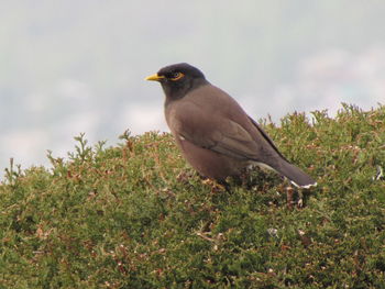 Close-up of bird