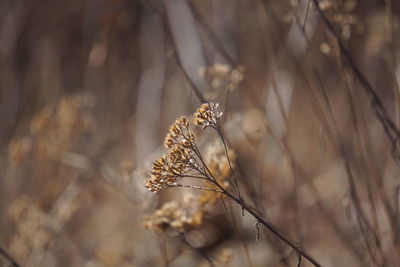 Close-up of dried plant against blurred background