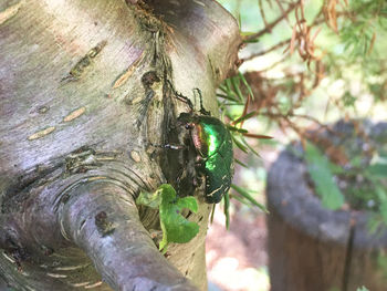 Close-up of insect on tree trunk