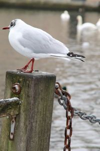 Close-up of seagull perching on wooden post