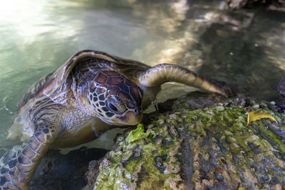 Close-up of turtle swimming in sea