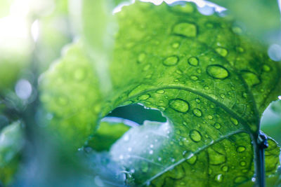 Close-up of raindrops on leaves