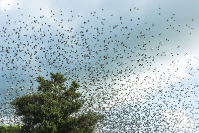 Low angle view of birds flying in sky