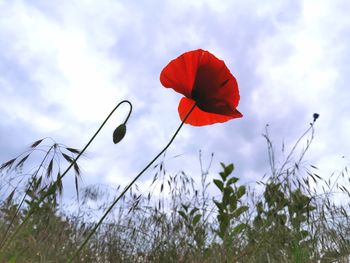 Close-up of red poppy flower on field against sky