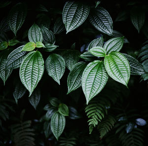 Deep green tropical textured leaves