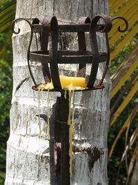 Close-up of yellow perching on wood