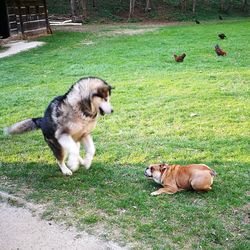 High angle view of dog on grass