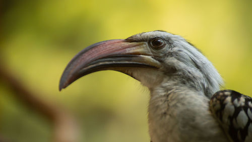 Close-up of a bird