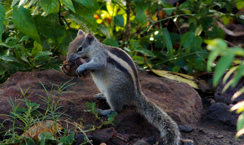 Close-up of squirrel