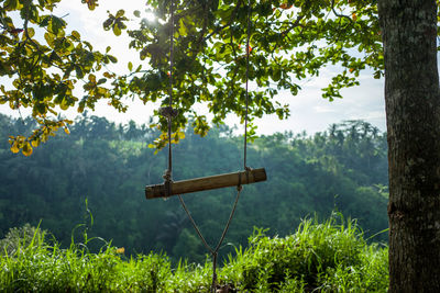 Rope swing hanging on tree