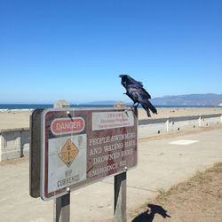 Seagull on beach against clear blue sky
