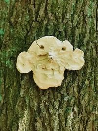 Close-up of mushroom growing on tree trunk