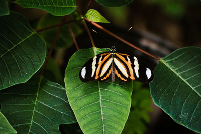 Close-up of butterfly on leaves