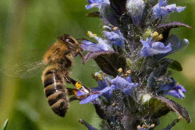 Close-up of bee pollinating flower