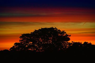 Silhouette tree against orange sky
