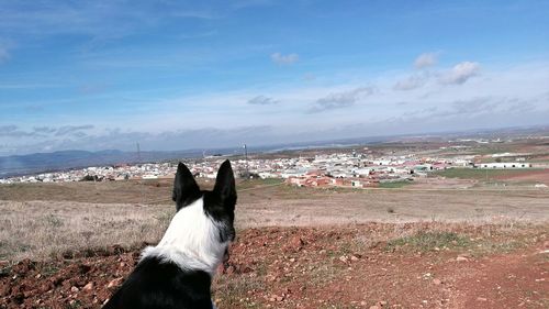 Dog on beach against sky