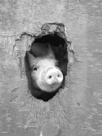 Pig seen through hole of wooden wall