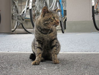 Close-up of cat sitting