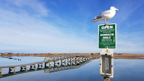 Seagull perching on pole by sea against sky