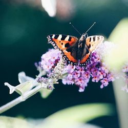 Close-up of butterfly pollinating flower