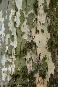 Full frame shot of tree trunk