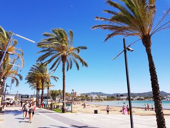 Palm trees at beach against clear blue sky