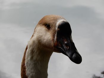 Close-up of duck in yangon, myanmar. 