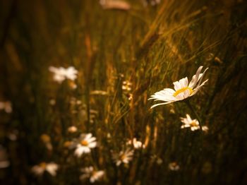 Close-up of white flowering plant