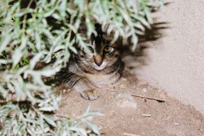 High angle view of cat