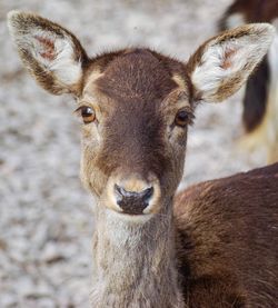 Portrait of deer