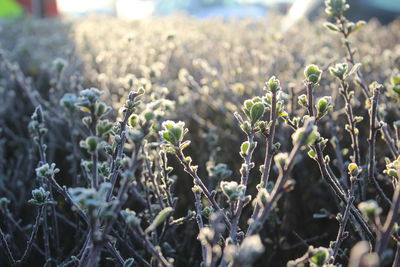 Close-up of plants