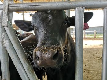 Close-up of cow in pen