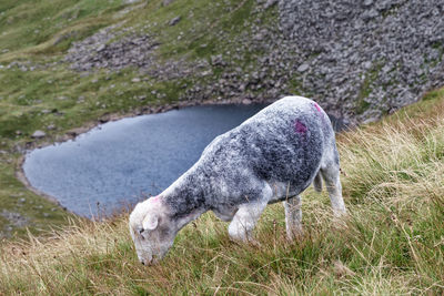 Herdwick sheep overlooking blind tarn near dow crag, coniston.