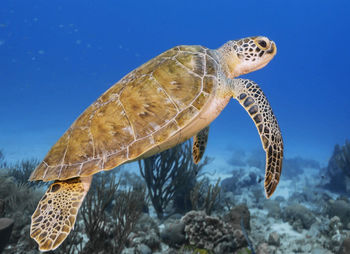 View of turtle swimming in sea