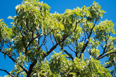 Low angle view of fresh green tree against clear sky