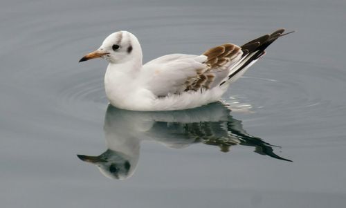 Close-up of seagull swimming in lake