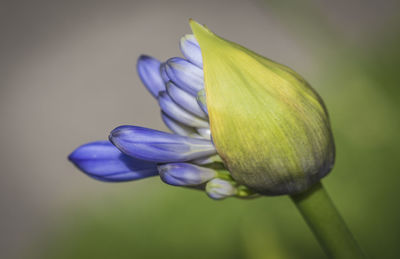 Close-up of purple tulip