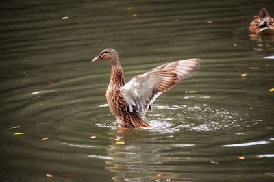Ducks swimming in lake